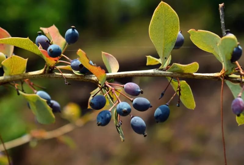 زرشک کوهی هسته دار با کیفیت عالی و طعم بی نظیر